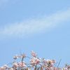 晴れた日の八重桜と言います