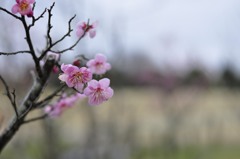 うめうめウ～メ