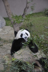 パンダさん食事中