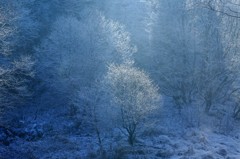 雪の朝