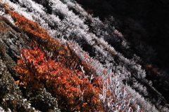紅葉と霧氷