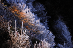 大船山霧氷