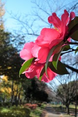 咲き誇る