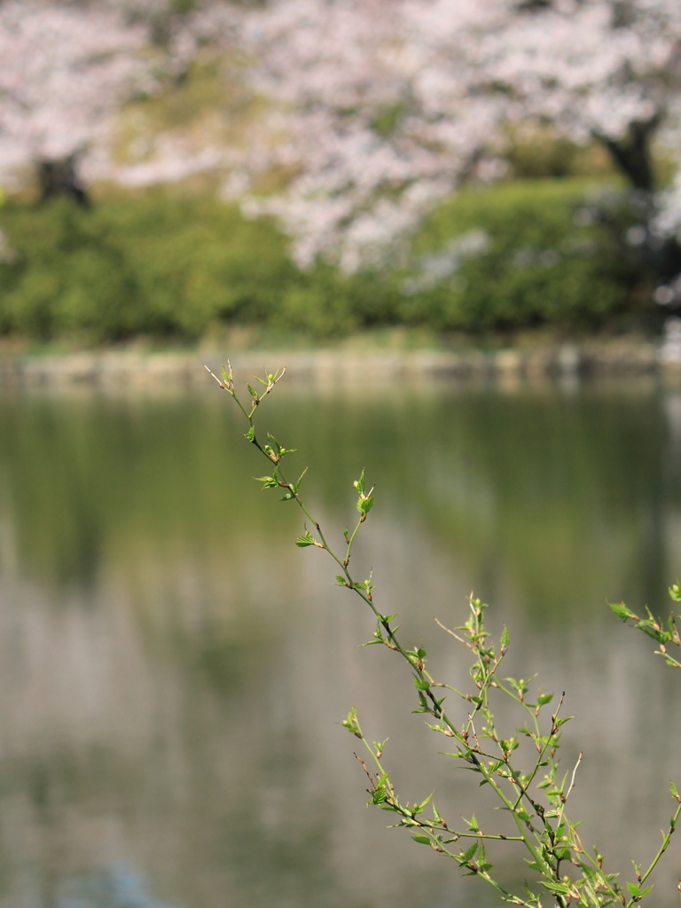 桜だけじゃない