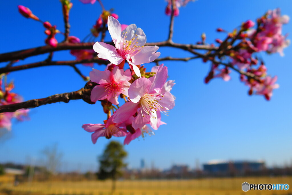 早咲きの桜