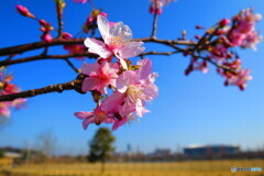 早咲きの桜