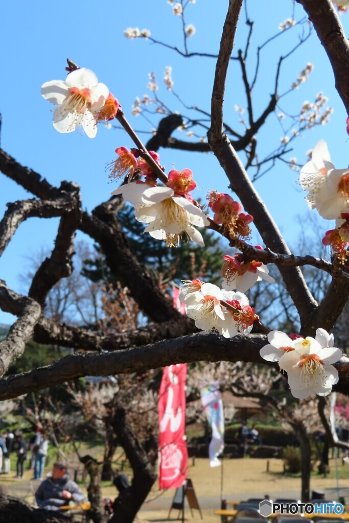 花より団子