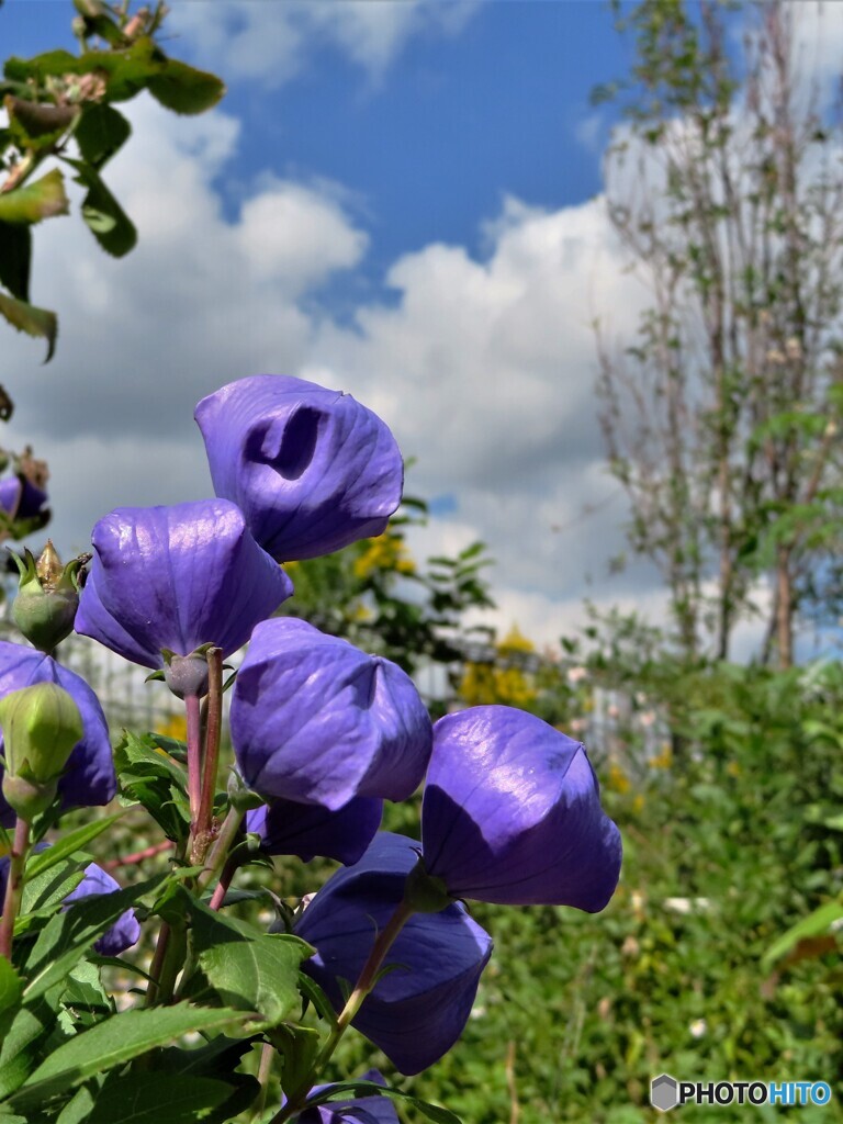 変わり花