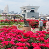 山下公園の薔薇園