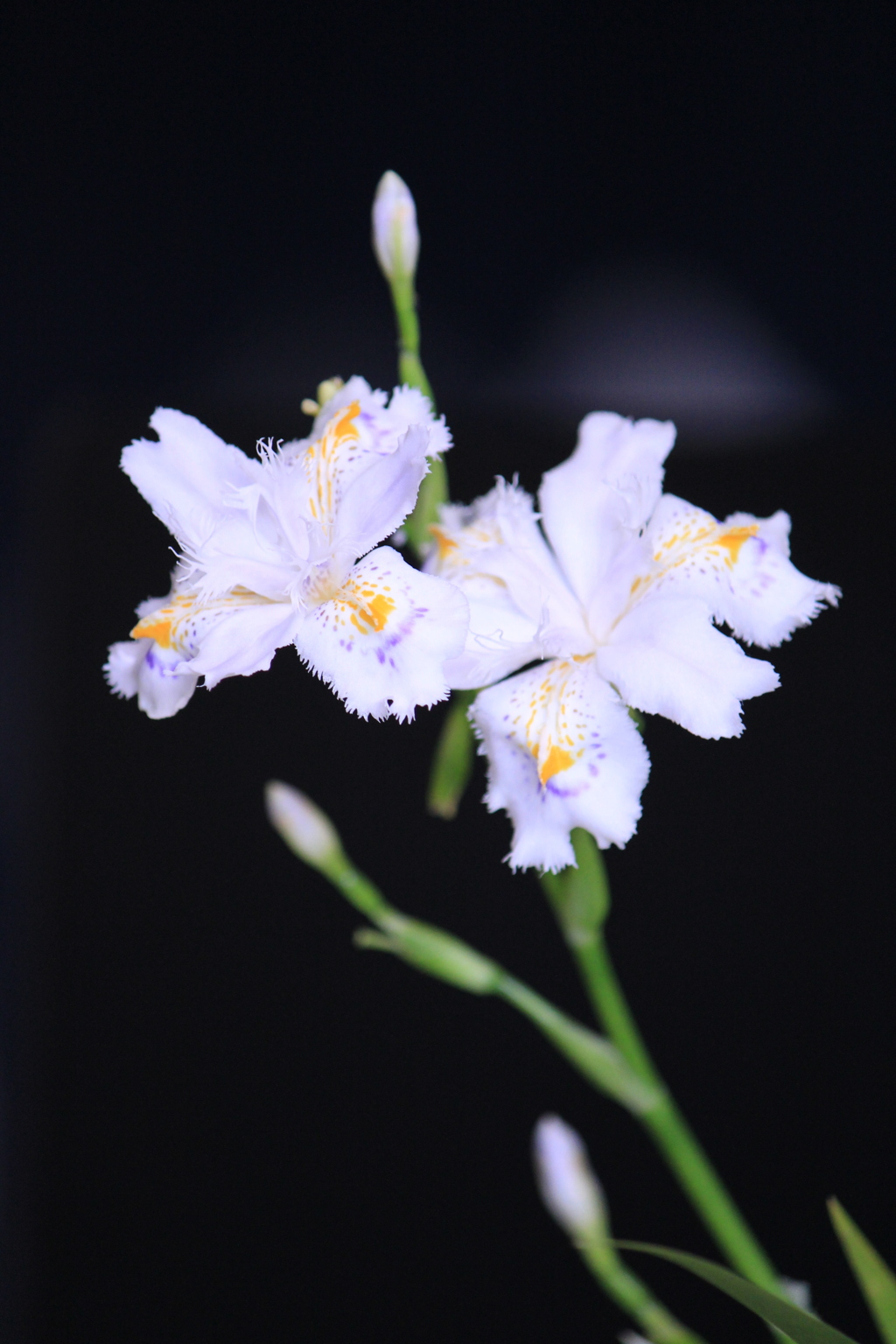 春の花