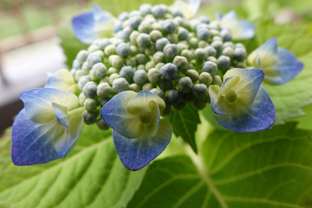 装飾花