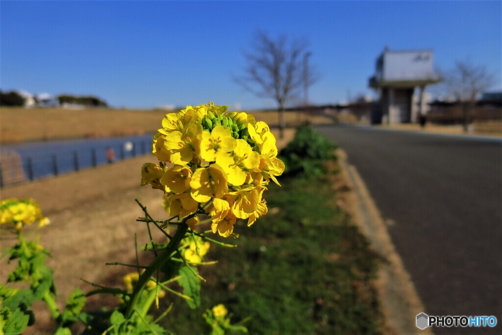 道端に咲く