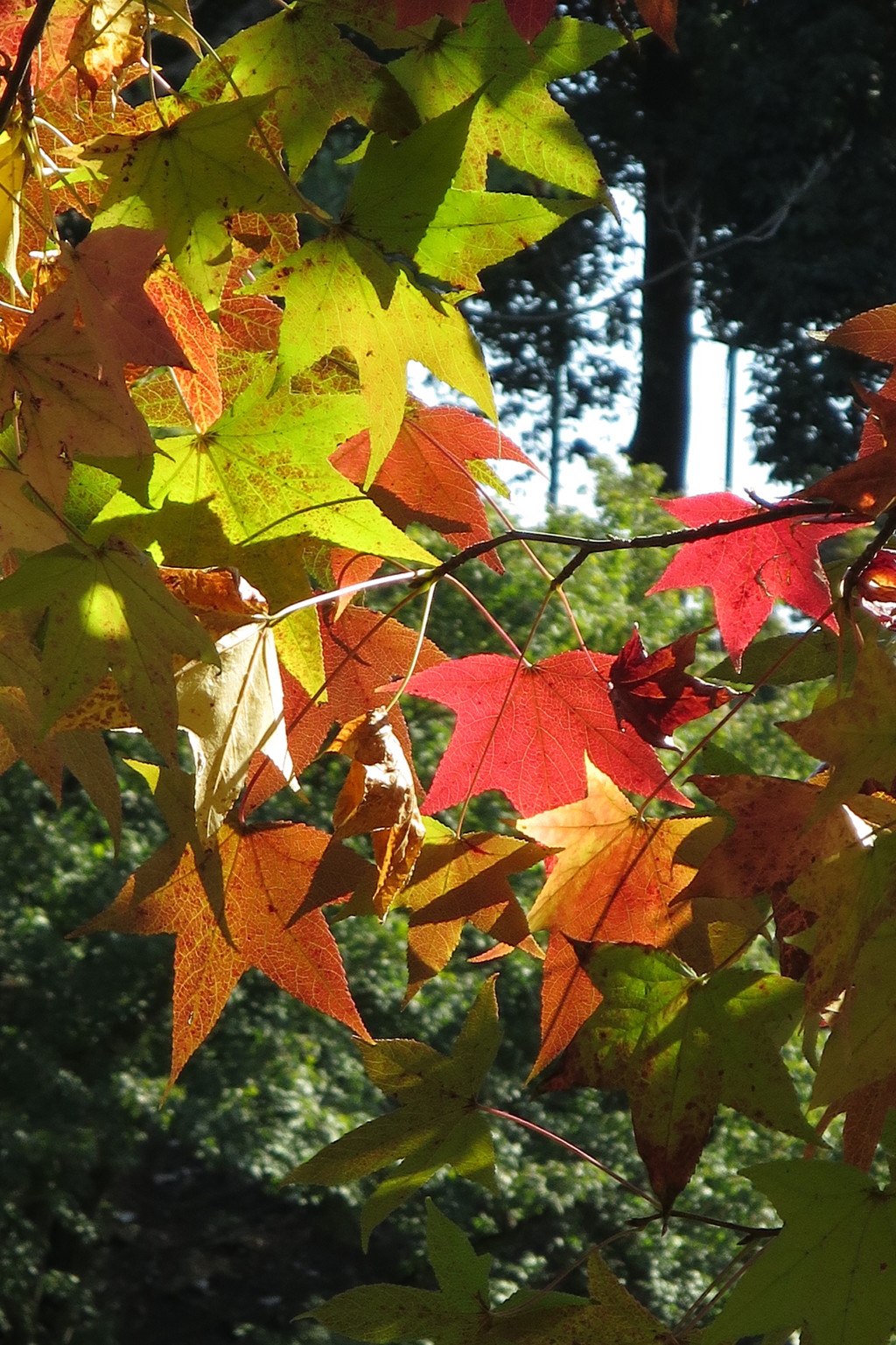 ナチュラルカラー