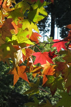 ナチュラルカラー