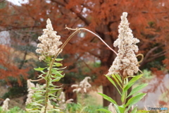 岸根公園｜タッチグー