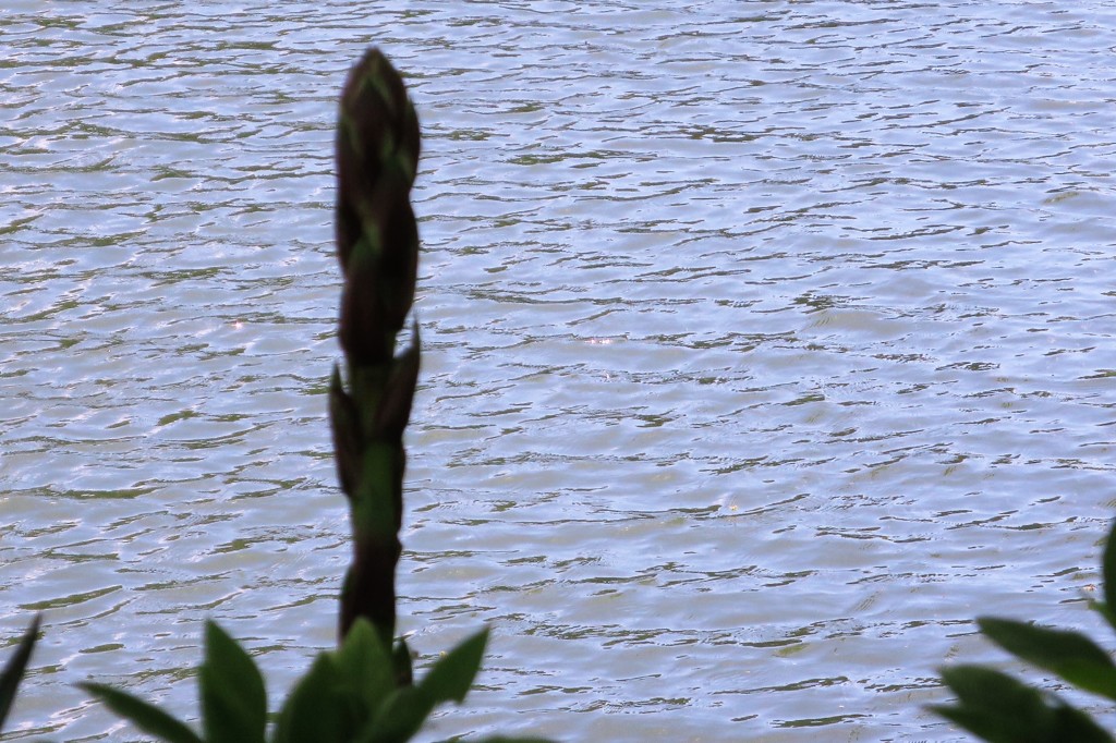 芽吹き③