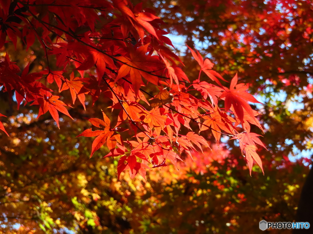 三渓園｜深紅