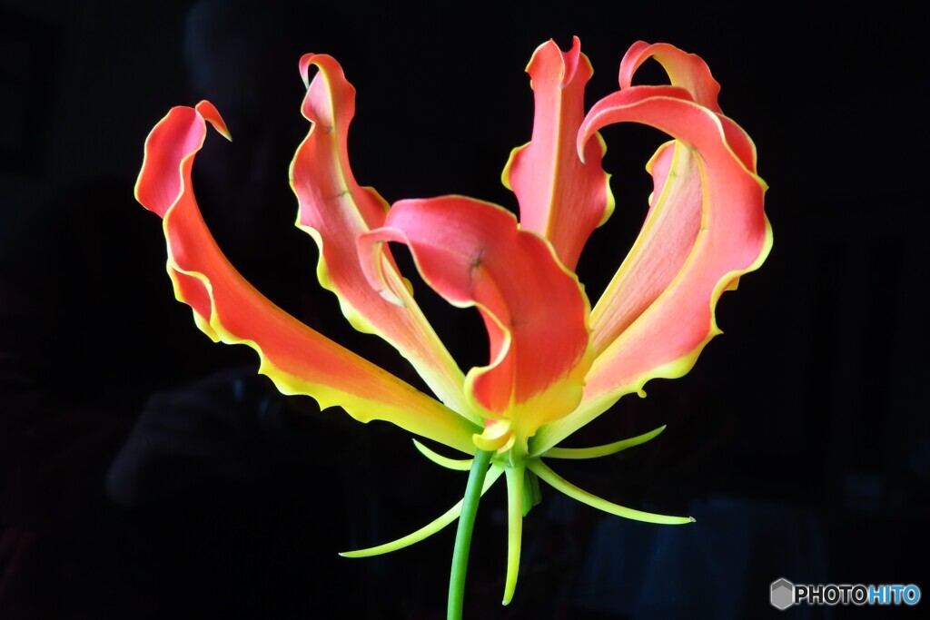 妖艶な花