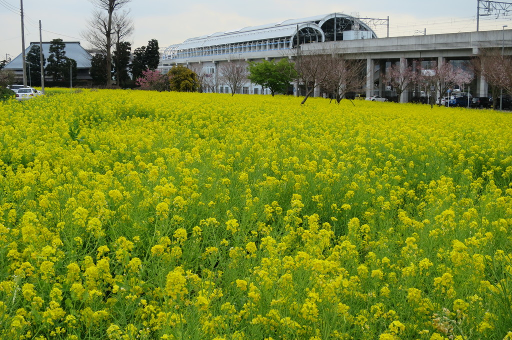 菜の花畑