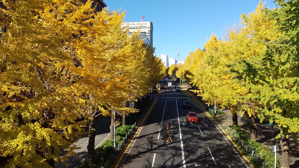 山下公園通りの銀杏並木