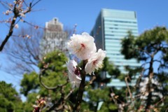 春はすぐそこ