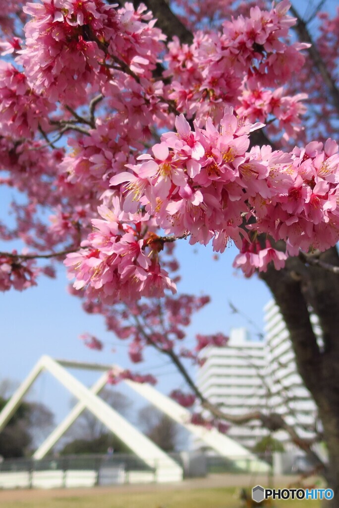 川沿いの桜は満開