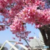 川沿いの桜は満開