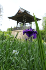 花菖蒲と梵鐘
