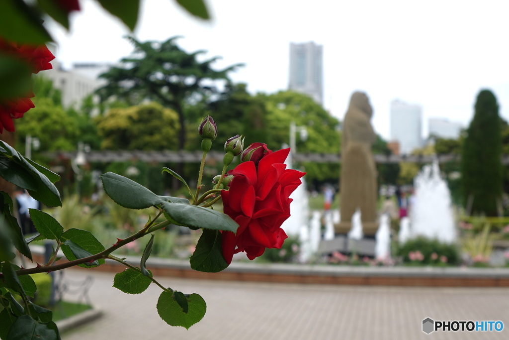 薔薇の似合う街