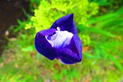 いずれ菖蒲か杜若