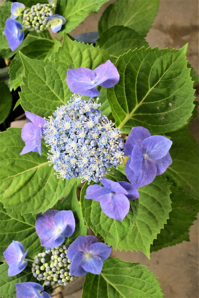 ベランダの花