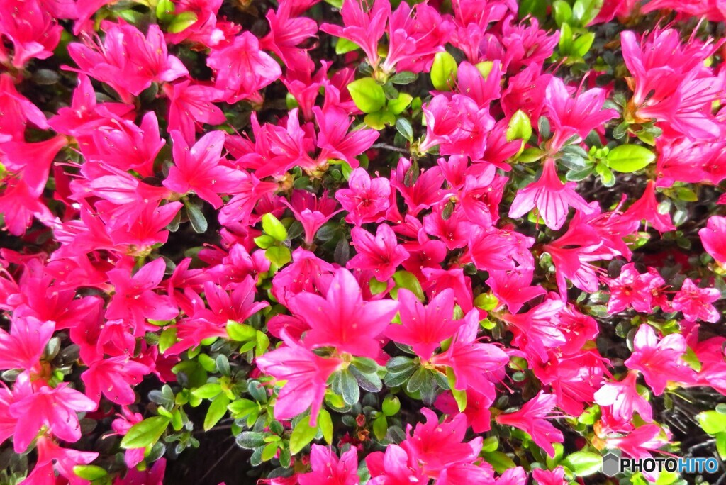 乱舞｜春の花
