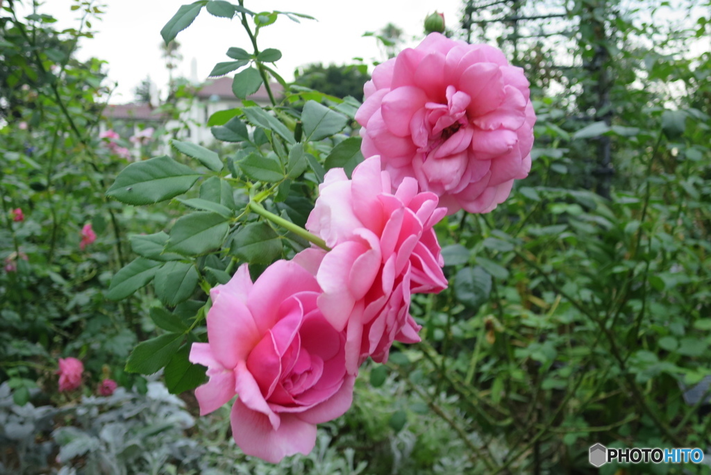 三連の薔薇