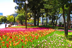 にわかチューリップ畑