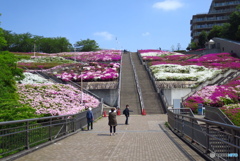 天空のツツジ花壇