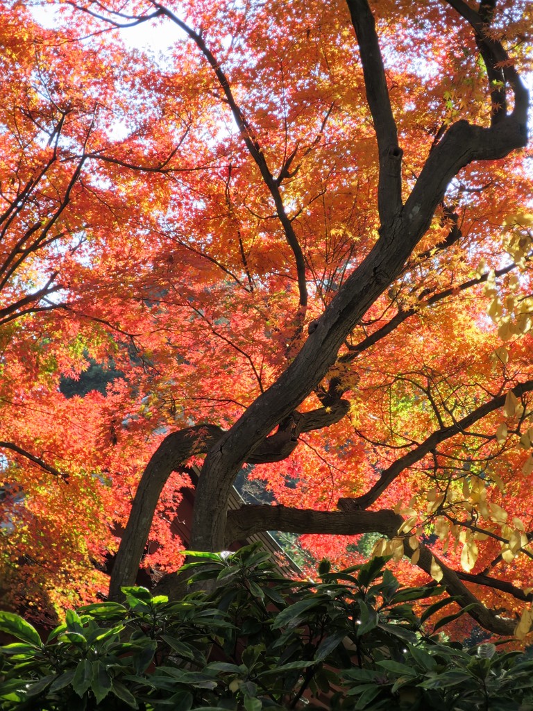 燃える紅葉