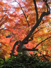 燃える紅葉