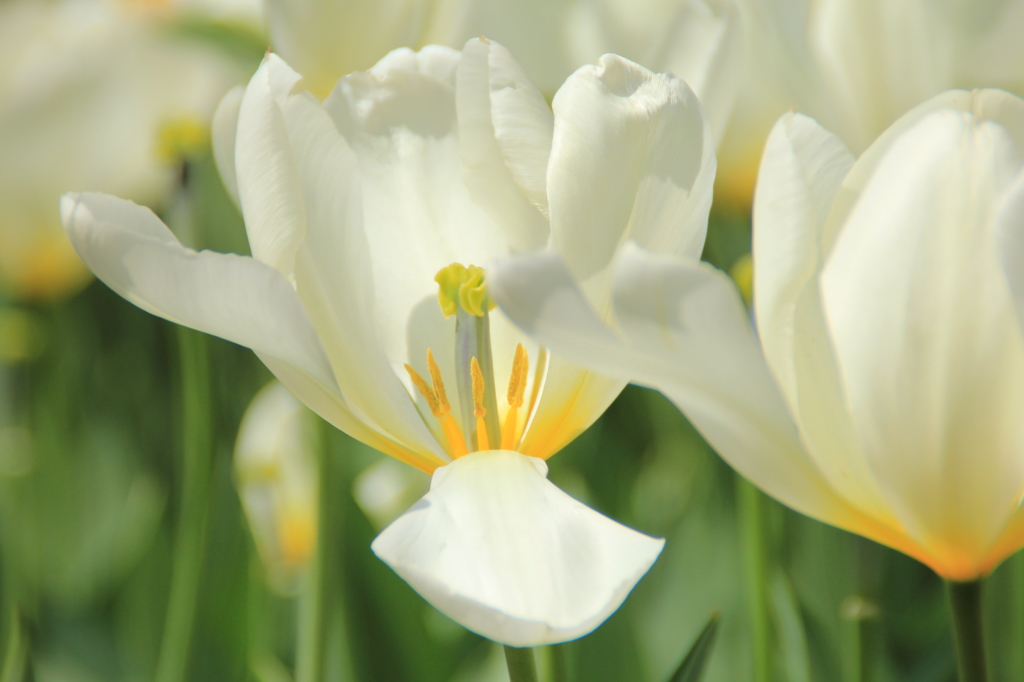 どうぞご覧になって