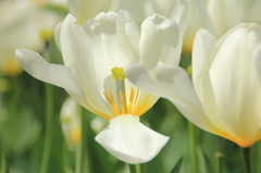 どうぞご覧になって