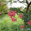 見納めの時期