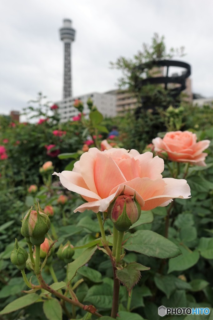 薔薇がよく似あう