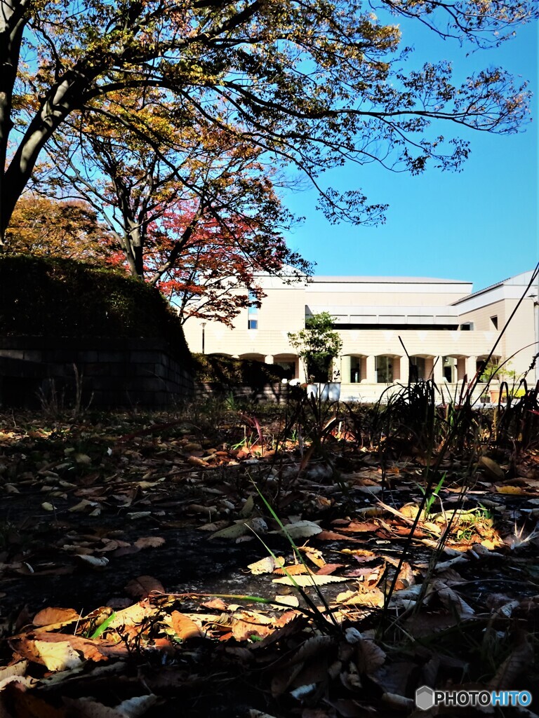 公園の秋｜落ち葉