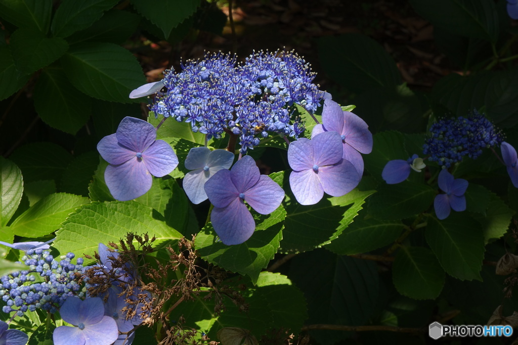 装飾花