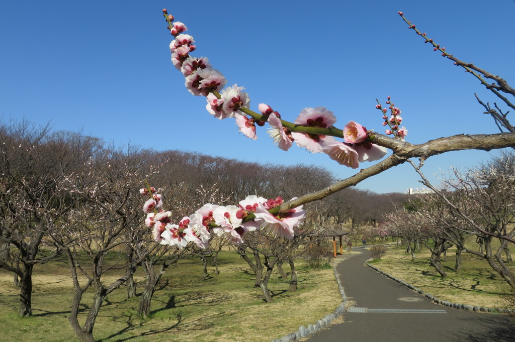 梅と空と