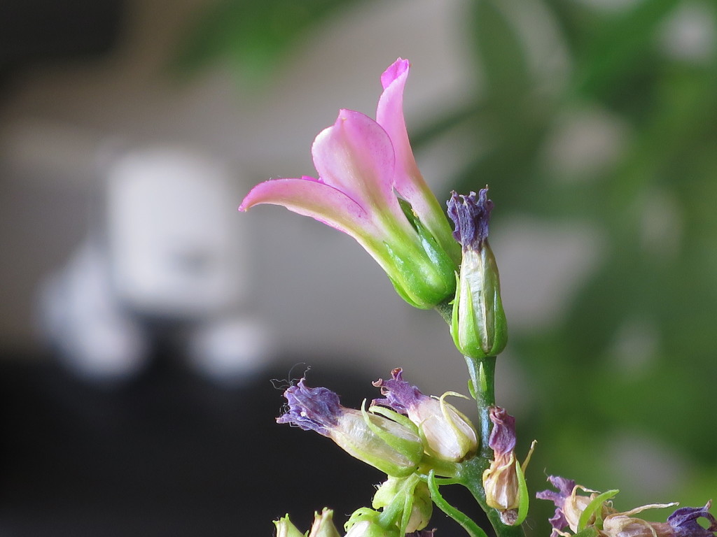 はじめのおわり