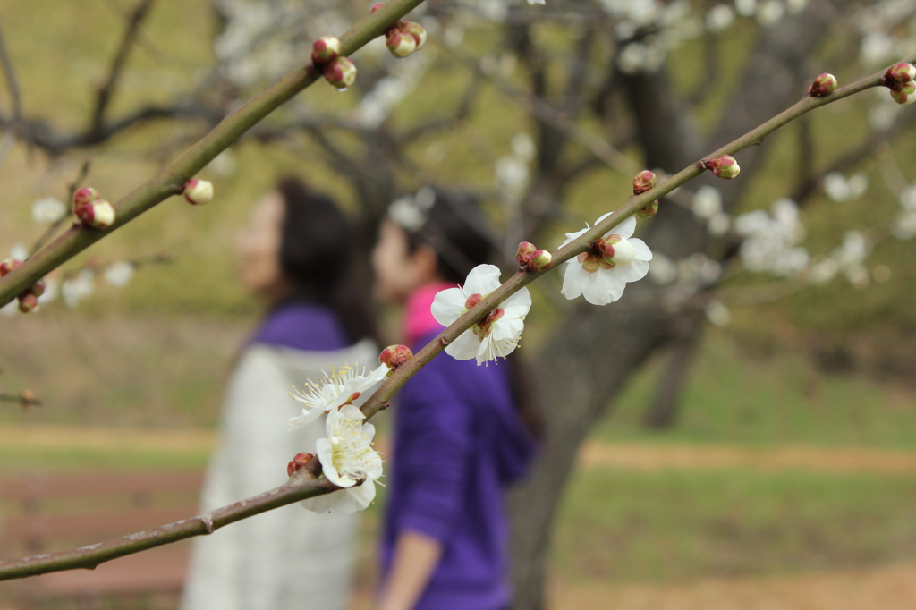 梅の季節