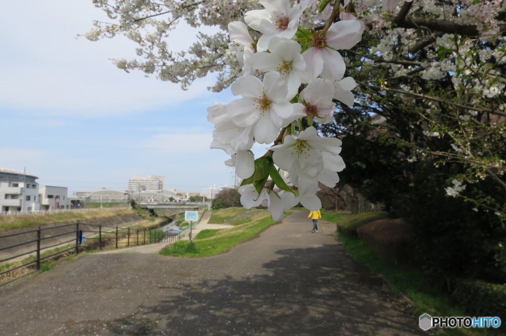 桜の季節