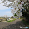 桜の季節