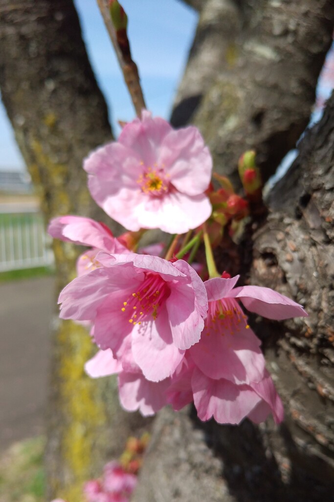 桜の季節