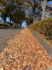 公園の秋｜落ち葉道